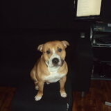 schattie