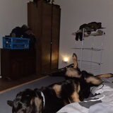 Foto van Heavenly en de hond King (En Marvey en Ginny)