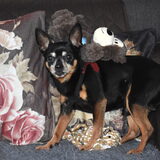 Balou 9 jaar !!