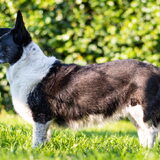Foto van Bush dog