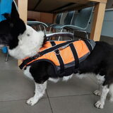 Foto van Bush dog