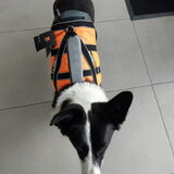 Foto van Bush dog