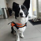 Foto van Bush dog