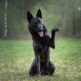 Foto van Dutchshepherdteam