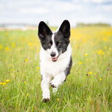 Foto van Bush dog