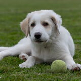 Luna Grieks zwerfhondje 4 maanden