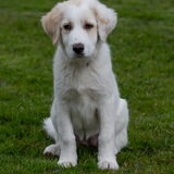 Luna Grieks Zwerfhondje 4 maanden