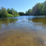Foto van Bush dog