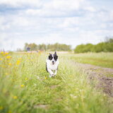 Foto van Bush dog