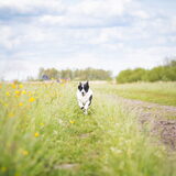 Foto van Bush dog