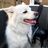 Foto van anja met Bobby(r.i.p. 25-9-25)