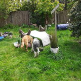 In de snuffeltuin