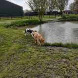 Op het speelveld