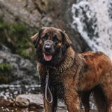 Foto van Britt, Maui & Fanu ~
