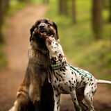 Foto van Britt, Maui & Fanu ~