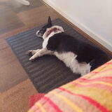 Foto van Bush dog