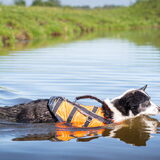 Foto van Bush dog