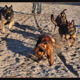 Foto van De Mecheltjes clan