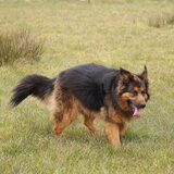 Mowgli R.I.P