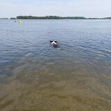 Foto van Bush dog