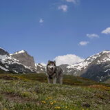 Foto van Alaska's Finest!