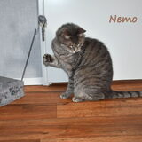 Nemo zeven jaar.