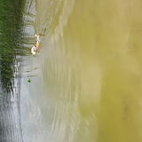 Foto van Thara