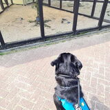 Foto van Heavenly en de hond King (En Marvey en Ginny)