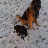 Loki en Izzie in de sneeuw.