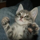 Zo'n schattig kitten, daar kon ik alleen maar verliefd op zijn.