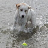 Foto van Sandra Bol