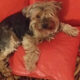 Sassy kind, mijn flessenkind. 14-02-2012 / 24-05-2021