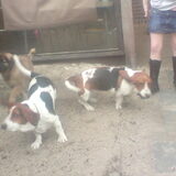 jefke bieke en laika twee bassets en leondsberger