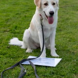 Foto van Sandra Bol