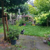 Foto van Bush dog