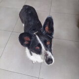 Foto van Bush dog