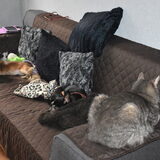 Een gewone morgen hier thuis, de honden en kat luieren op de bank.
