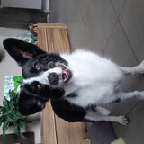 Foto van Bush dog