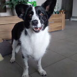 Foto van Bush dog