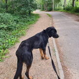 Foto van Heavenly en de hond King (En Marvey en Ginny)