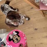 Foto van chay & dolci
