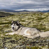 Foto van Alaska's Finest!
