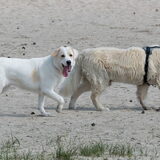 Foto van Sandra Bol