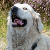 Foto van Sandra Bol