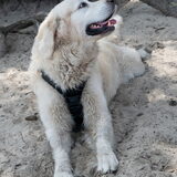 Foto van Sandra Bol