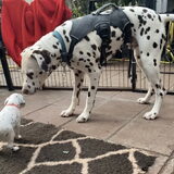 Foto van Britt, Maui & Fanu ~
