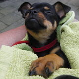 Pupje Balou