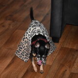 Balou had het vast koud.