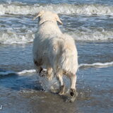 Foto van Sandra Bol