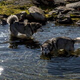 Foto van Alaska's Finest!